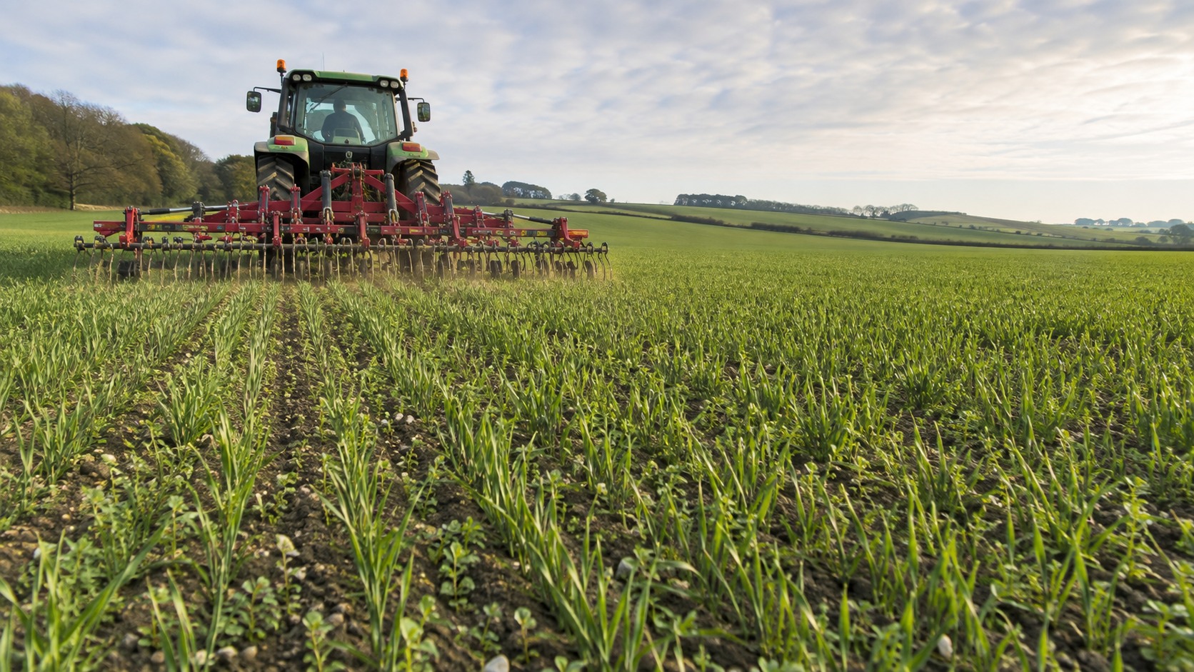 Vue agricole consacrée à désherbage du blé