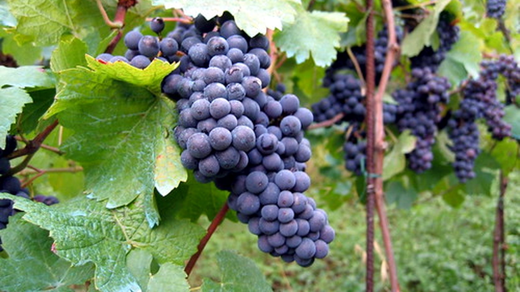 Illustration agricole de desherbage mecanique de la vigne