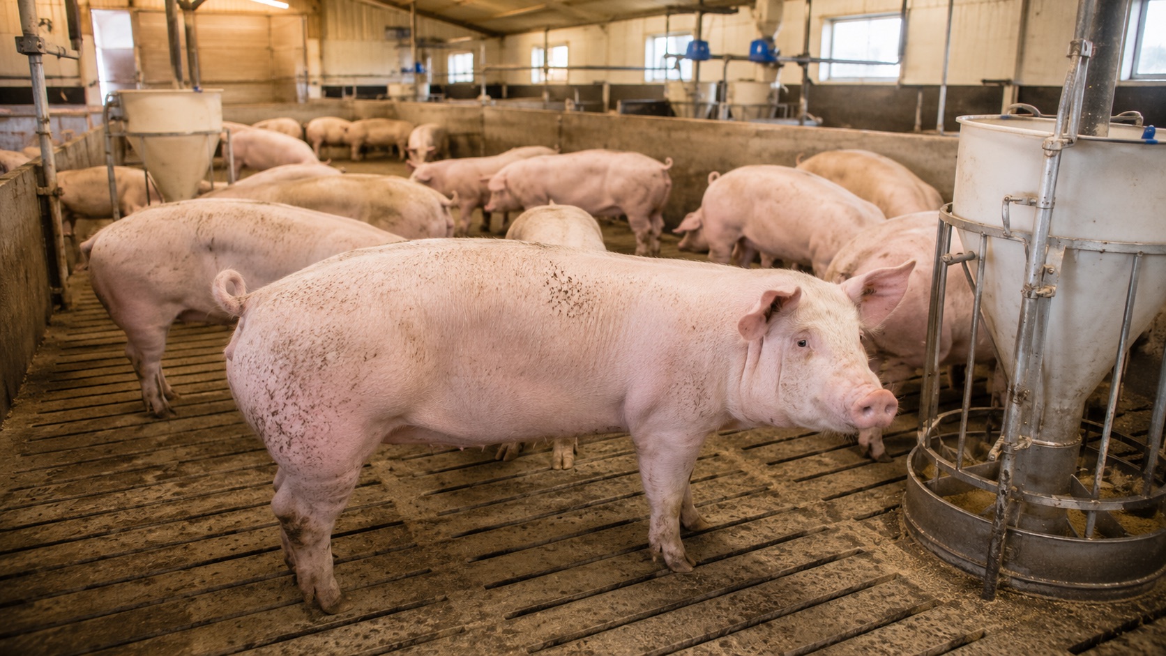 Porcs charcutiers en salle d'engraissement