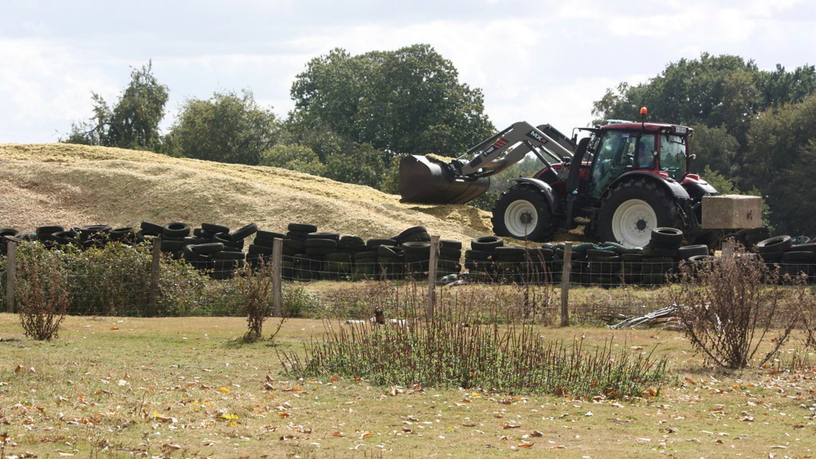 Illustration agricole de ensilage de mais