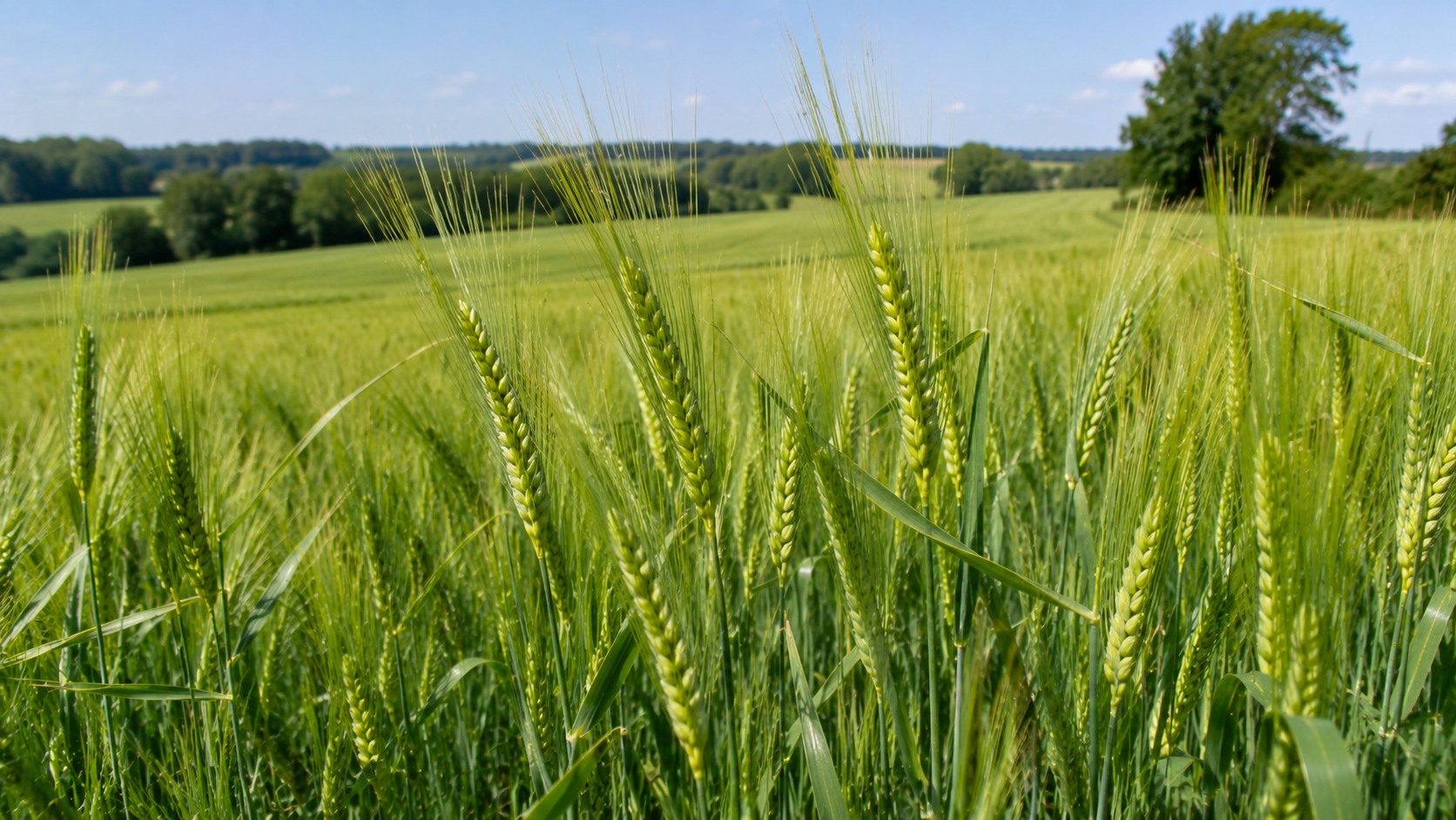Vue agricole consacrée à épiaison de l’orge