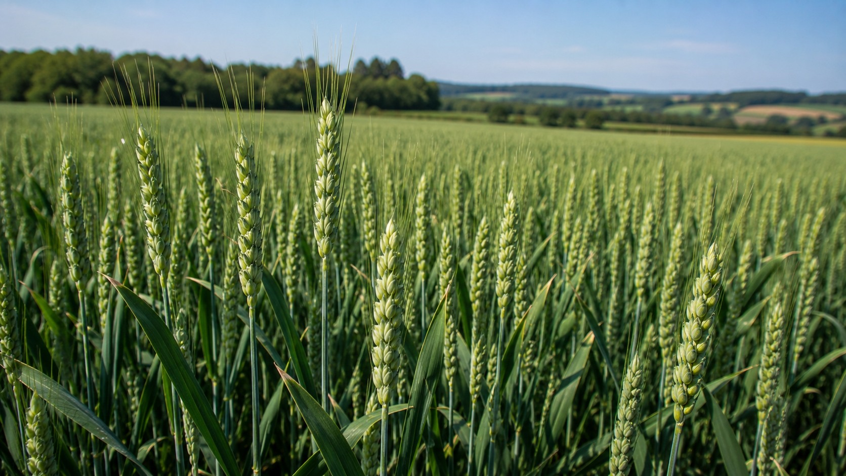 Vue agricole consacrée à épiaison du blé