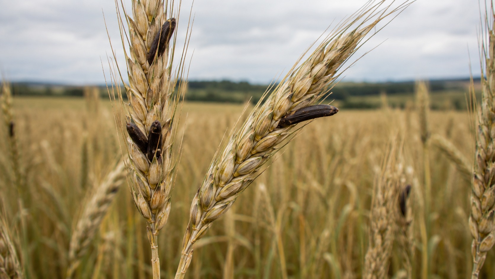 Vue agricole consacrée à ergot des céréales