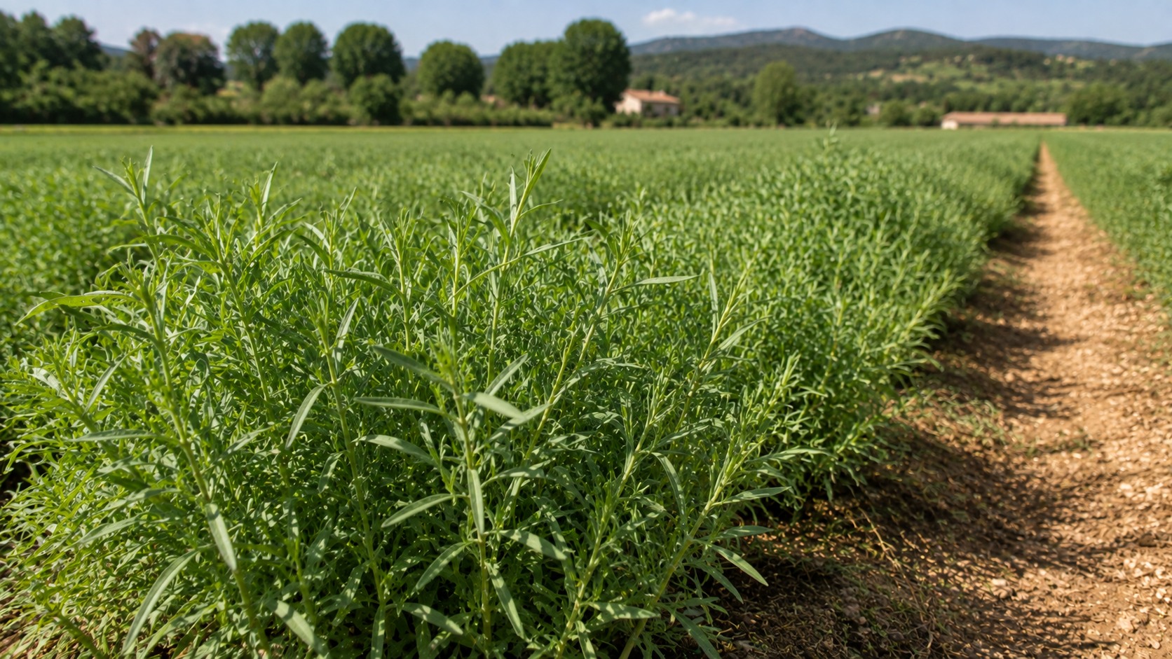 Vue agricole consacrée à estragon