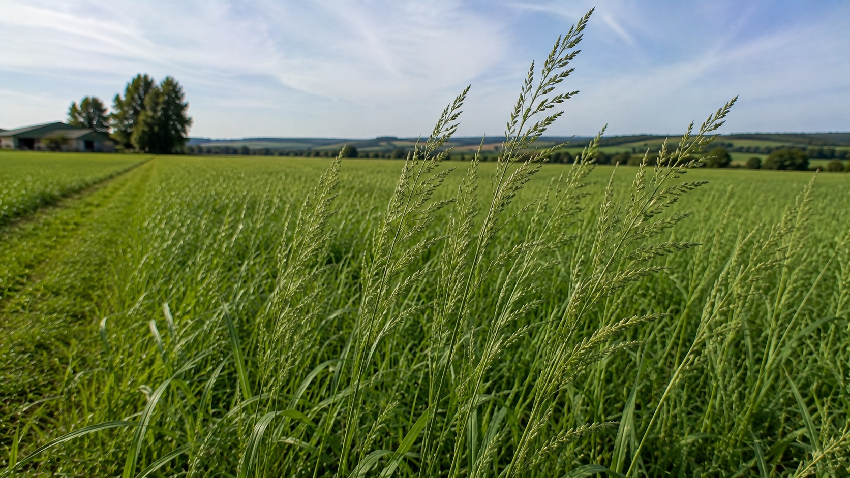 Fétuque élevée en épis denses dans une prairie de plaine