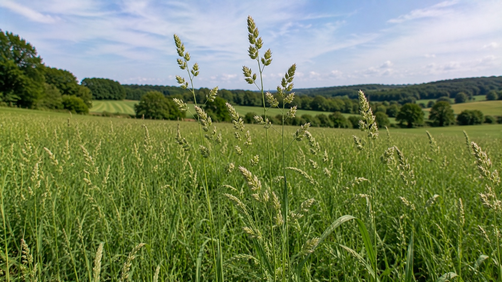 Épis cylindriques de fléole des prés dans une prairie de foin