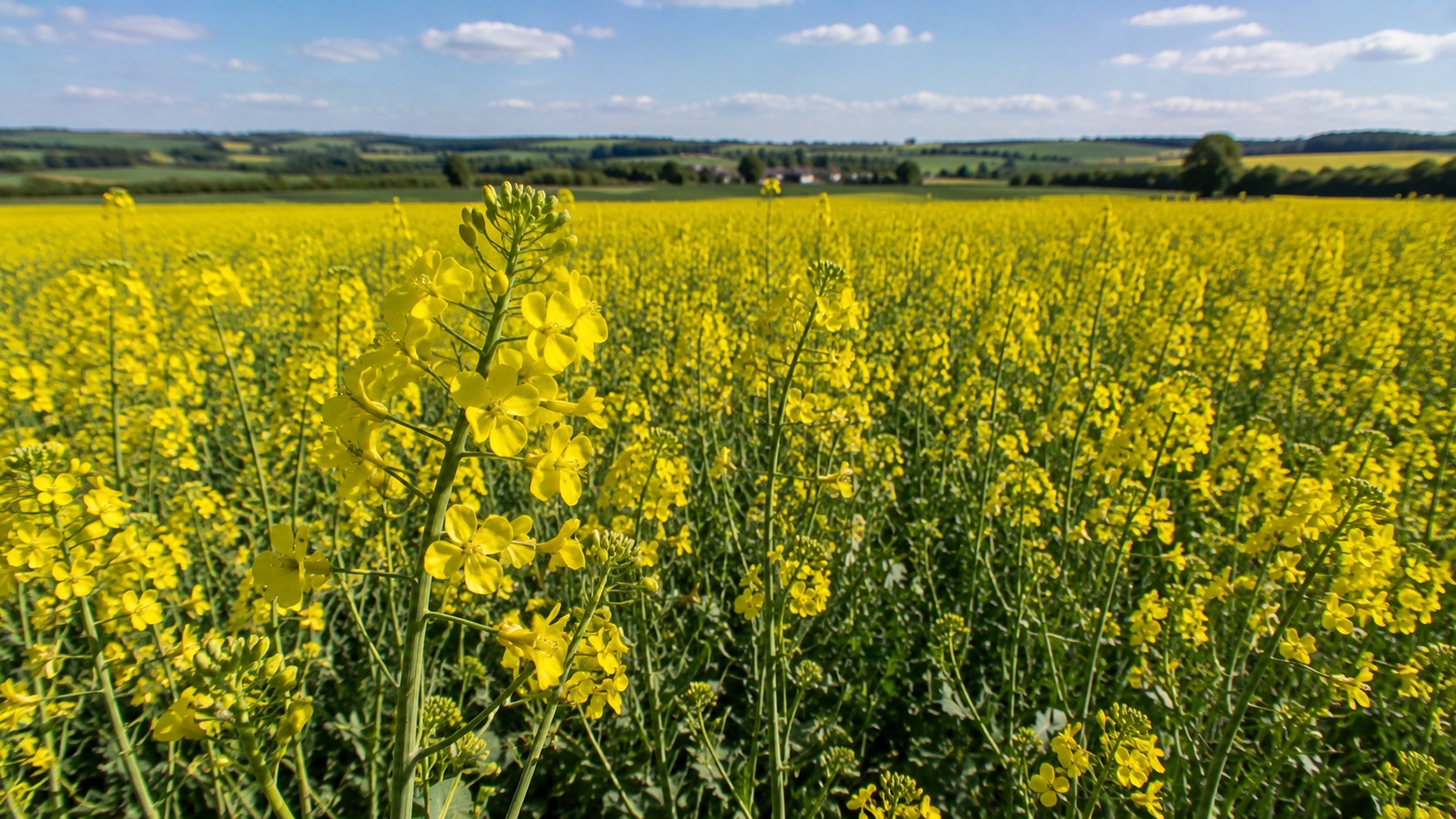 Vue agricole consacrée à floraison du colza