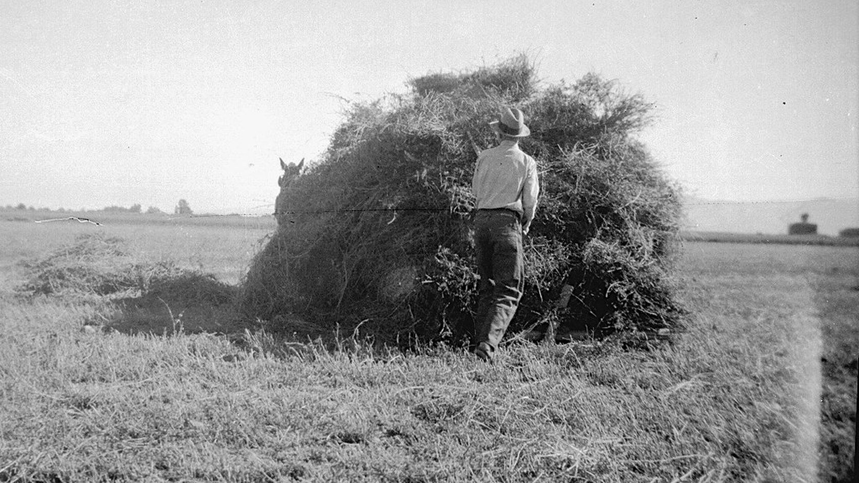 Vue agricole consacrée à foin