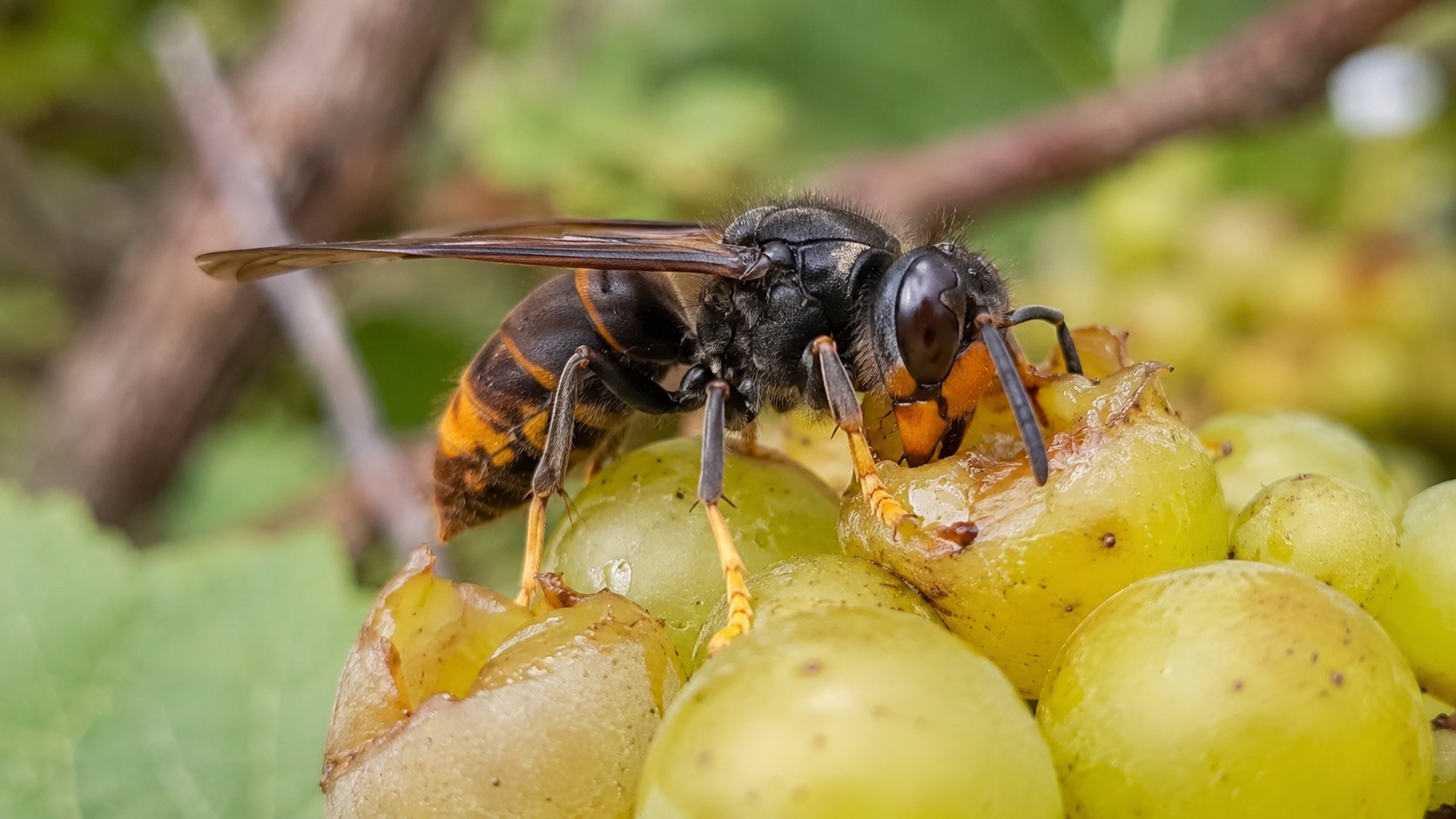Vue agricole consacrée à frelon asiatique