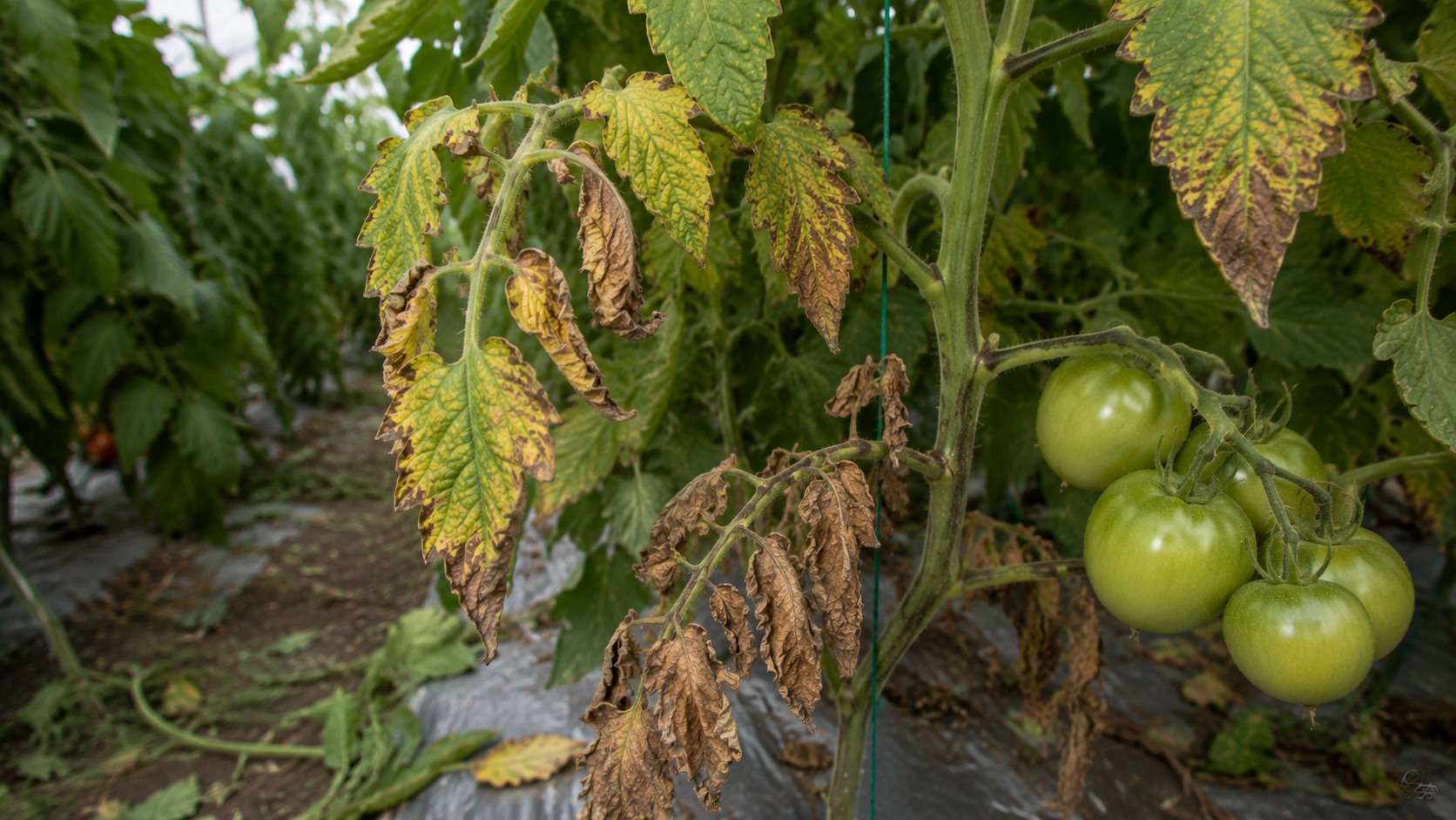 Vue agricole consacrée à fusariose de la tomate