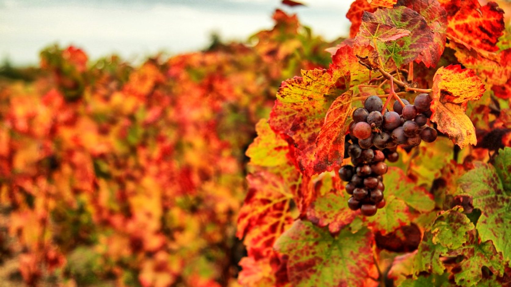 Vue agricole consacrée à gamay