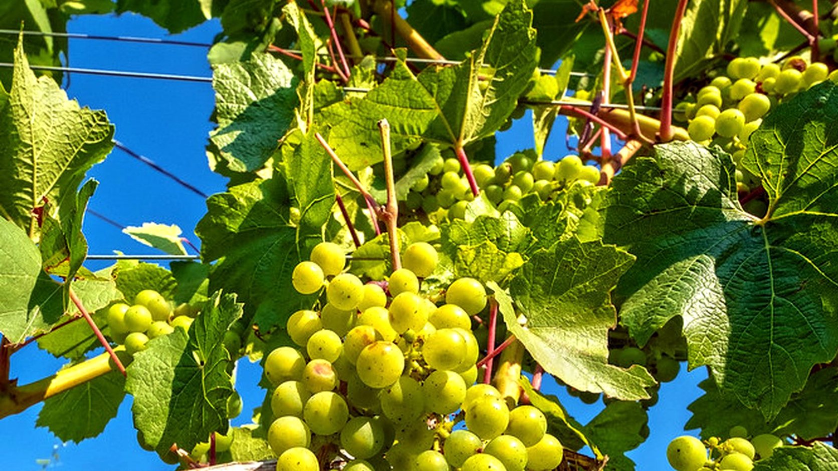 Illustration agricole de gewurztraminer