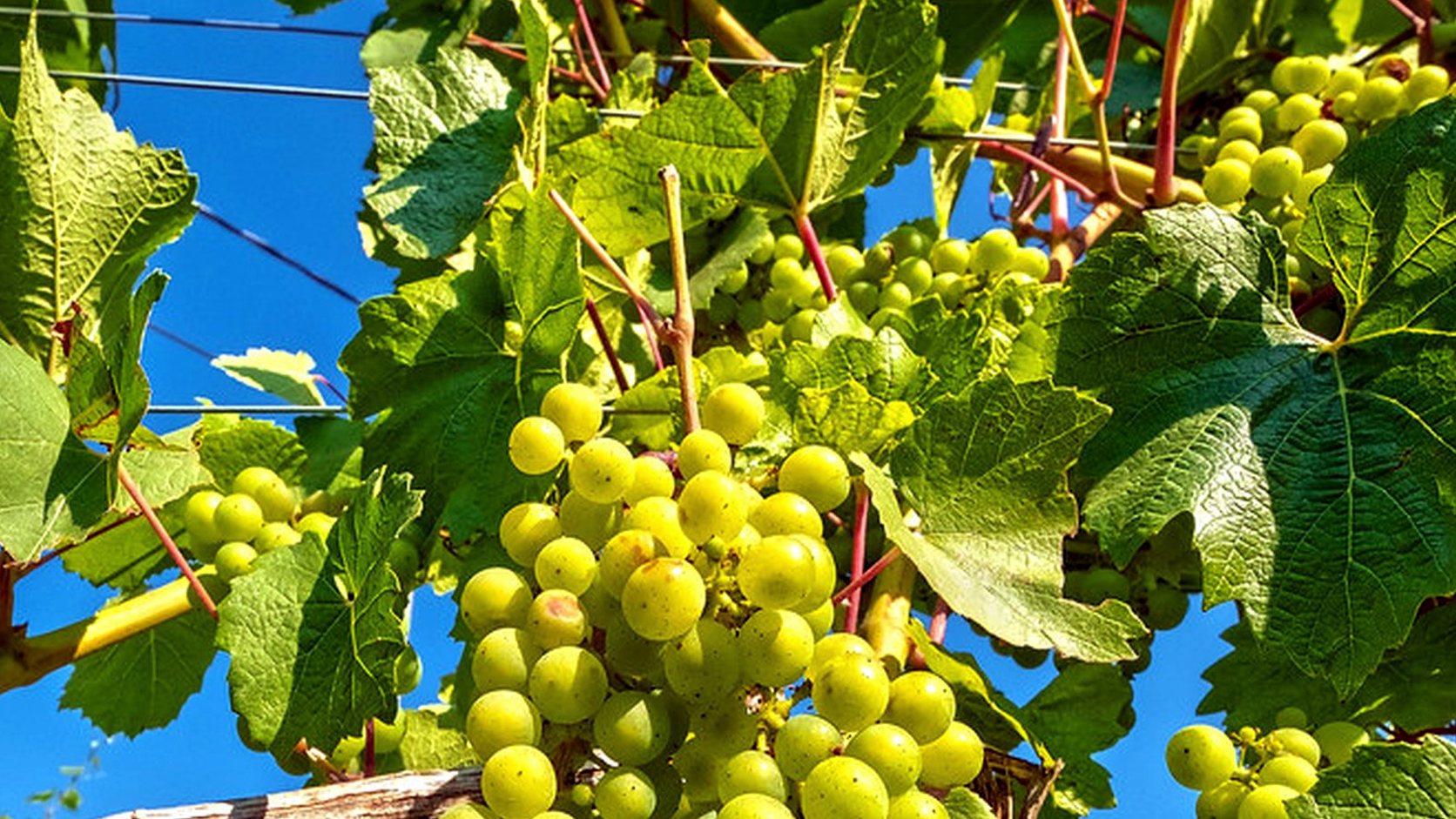 Illustration agricole de grenache blanc