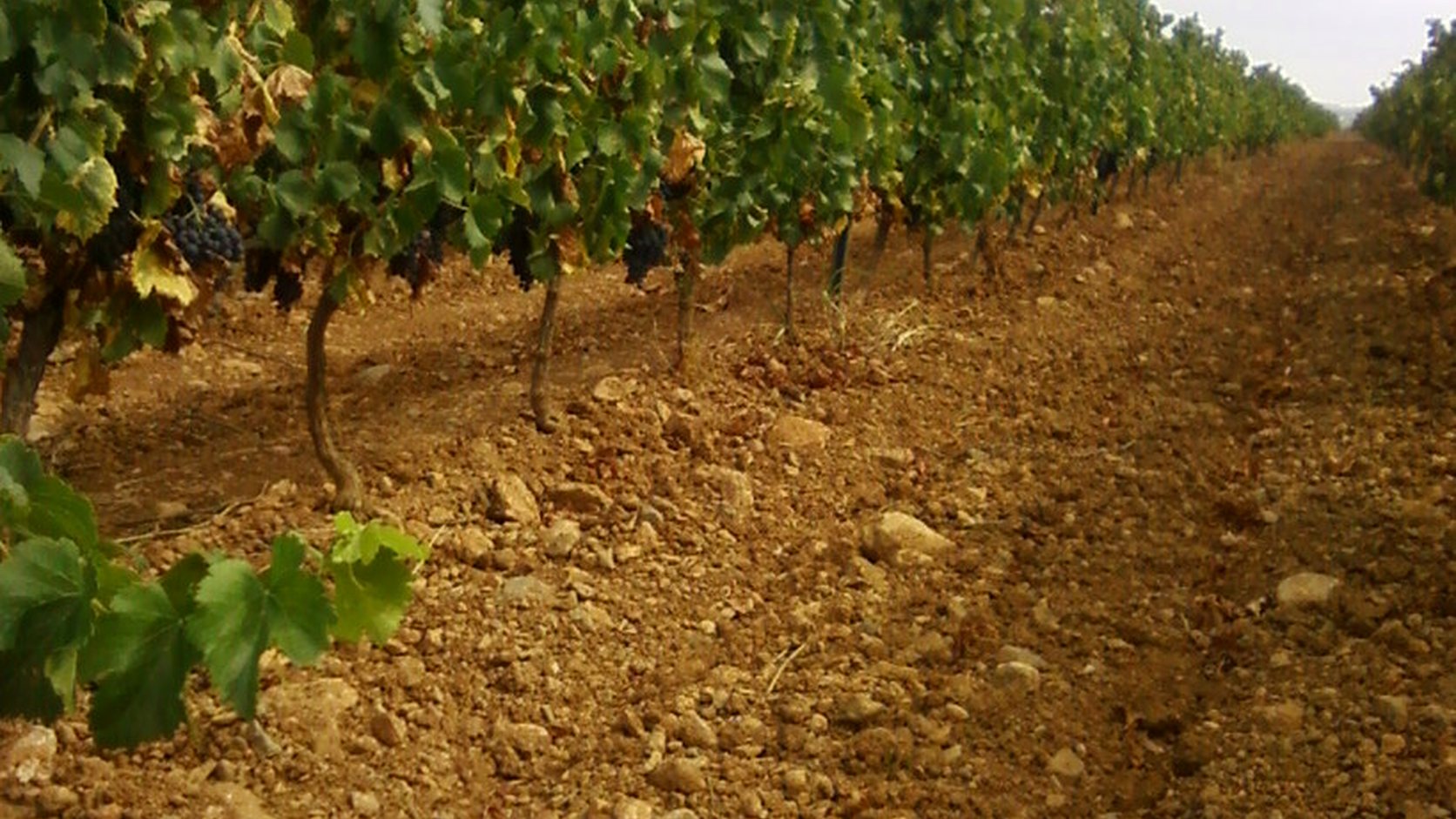 Illustration agricole de grenache noir