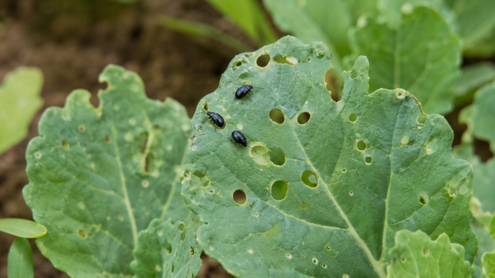 Vue agricole consacrée à grosse altise du colza