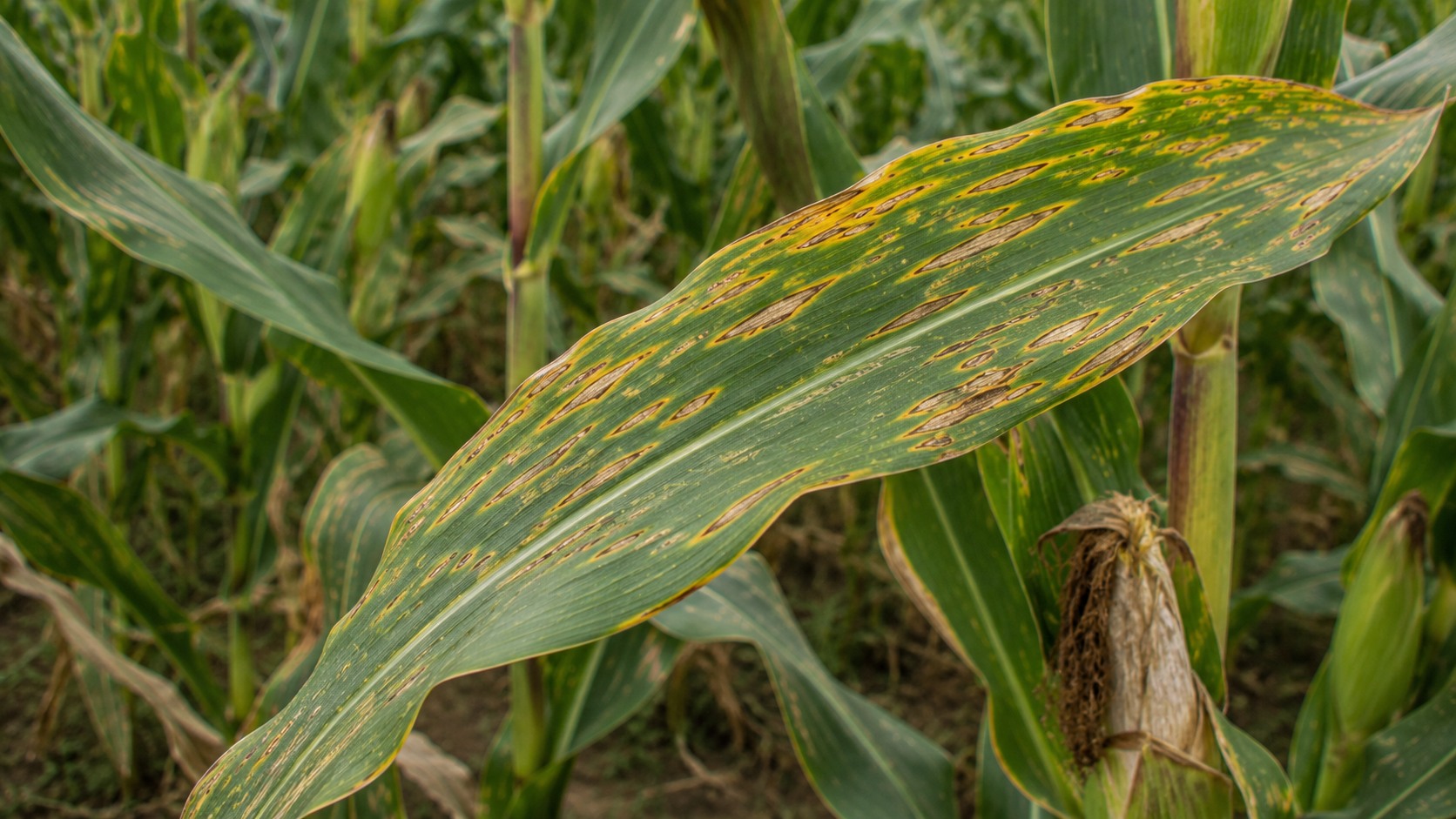 Vue agricole consacrée à helminthosporiose du maïs