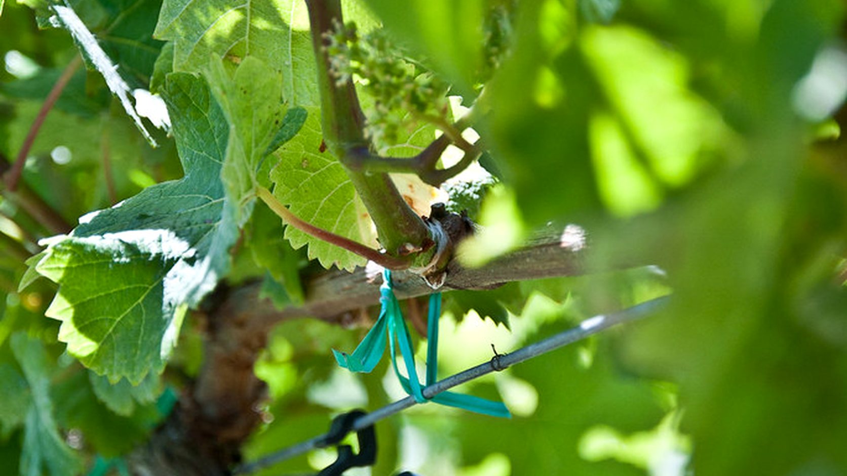 Illustration agricole de irrigation de la vigne