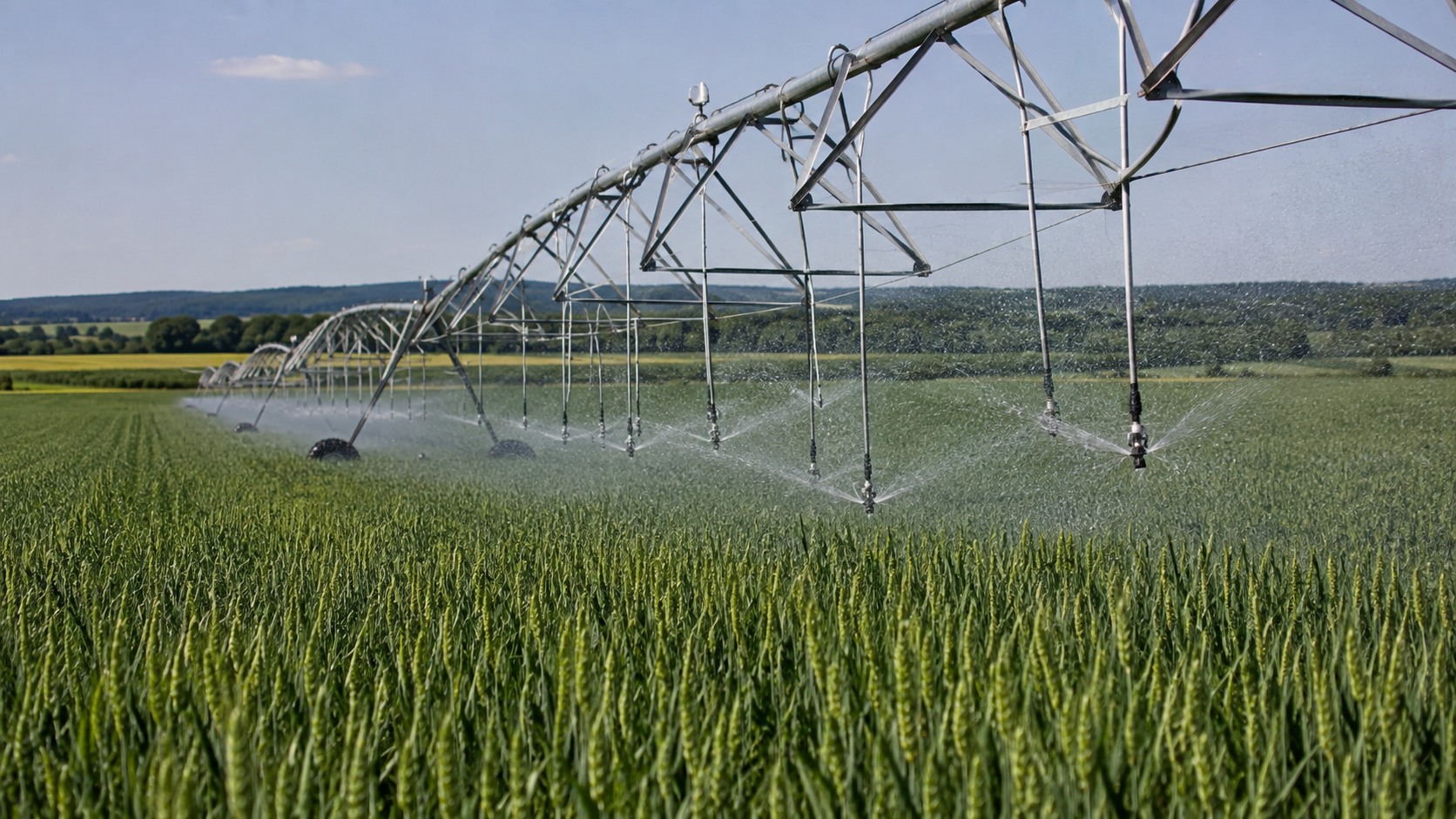 Vue agricole consacrée à irrigation du blé