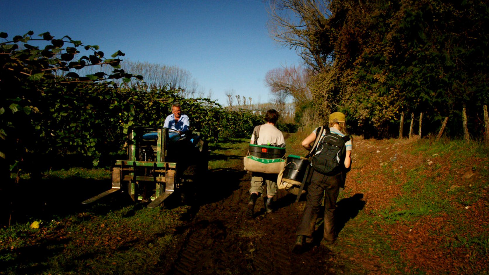 Illustration agricole de kiwi