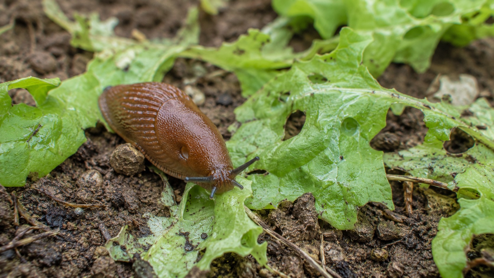 Vue agricole consacrée à limaces