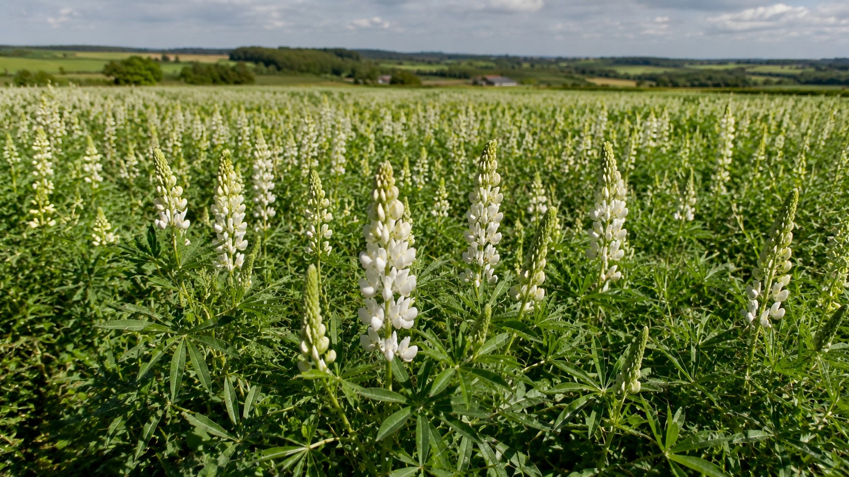 Vue agricole consacrée à lupin blanc