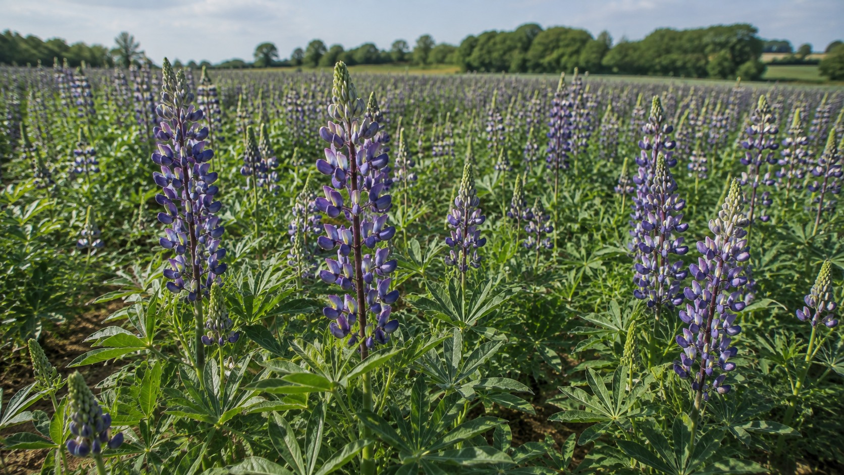 Vue agricole consacrée à lupin bleu