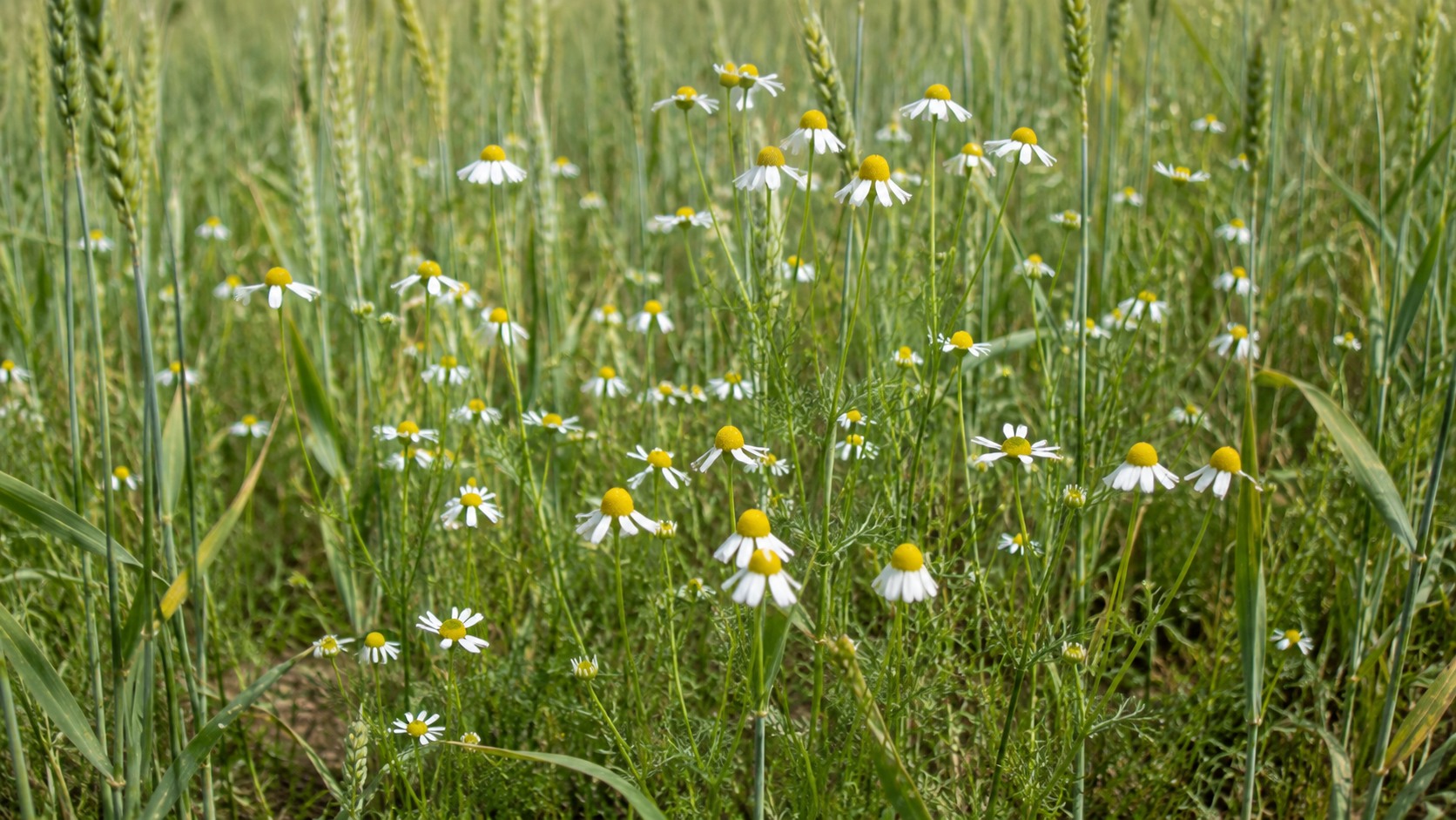 Vue agricole consacrée à matricaires