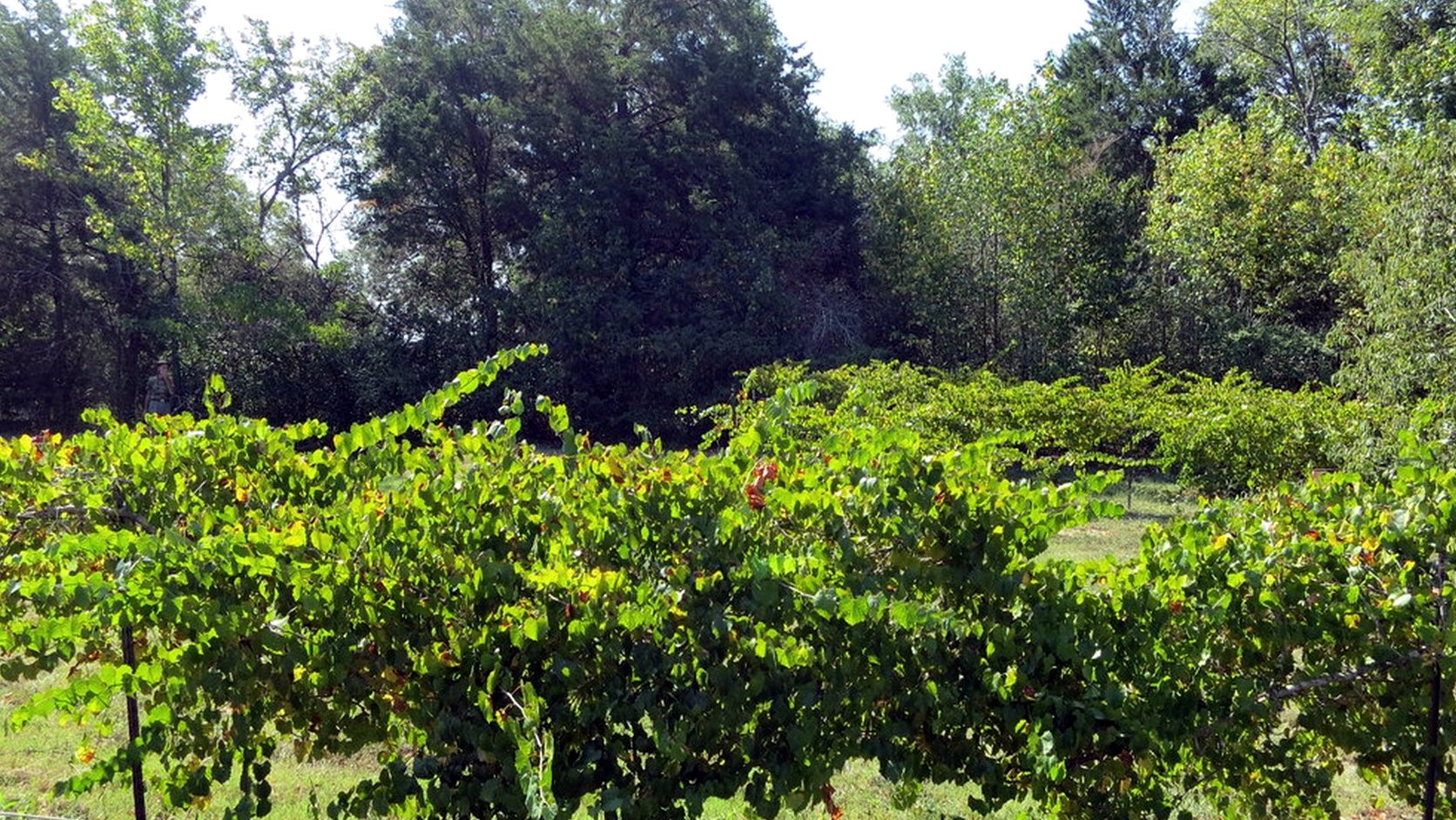 Illustration agricole de mauzac