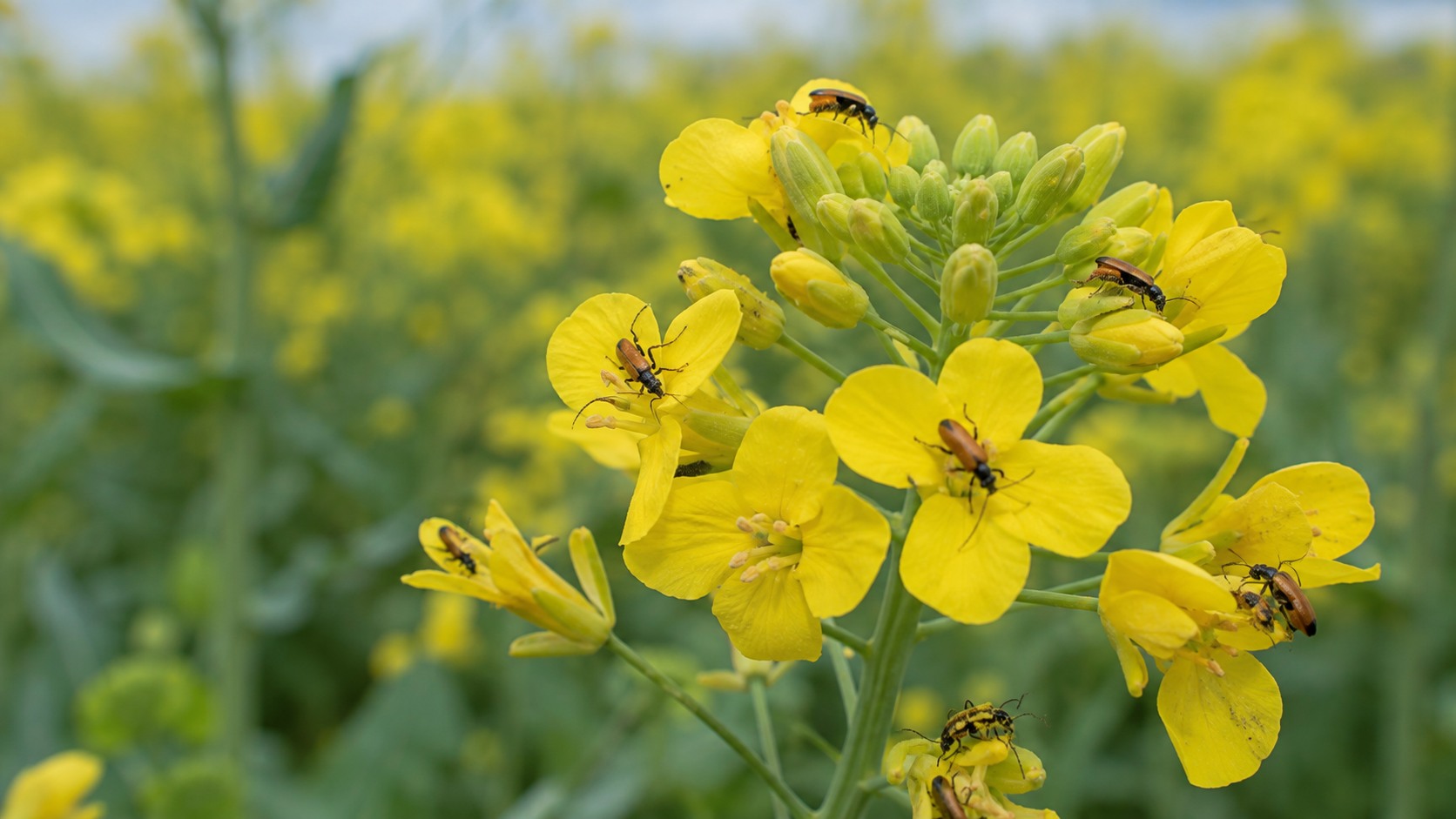 Vue agricole consacrée à méligèthes du colza