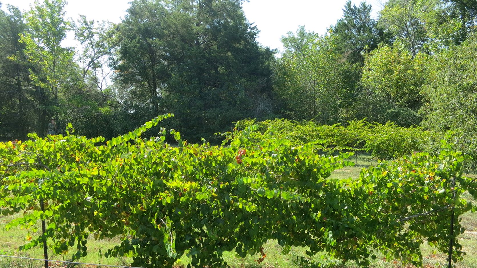 Illustration agricole de melon de bourgogne