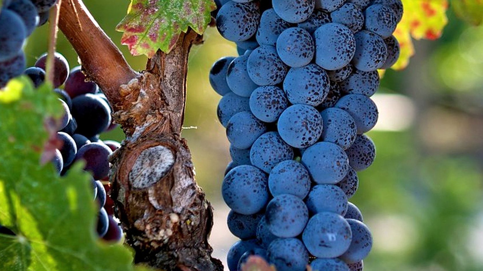Illustration agricole de merlot