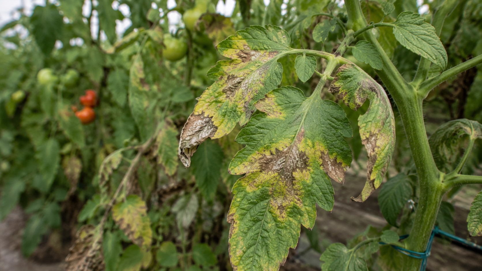Vue agricole consacrée à mildiou de la tomate