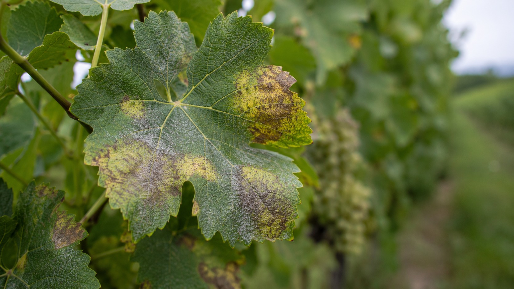 Vue agricole consacrée à mildiou