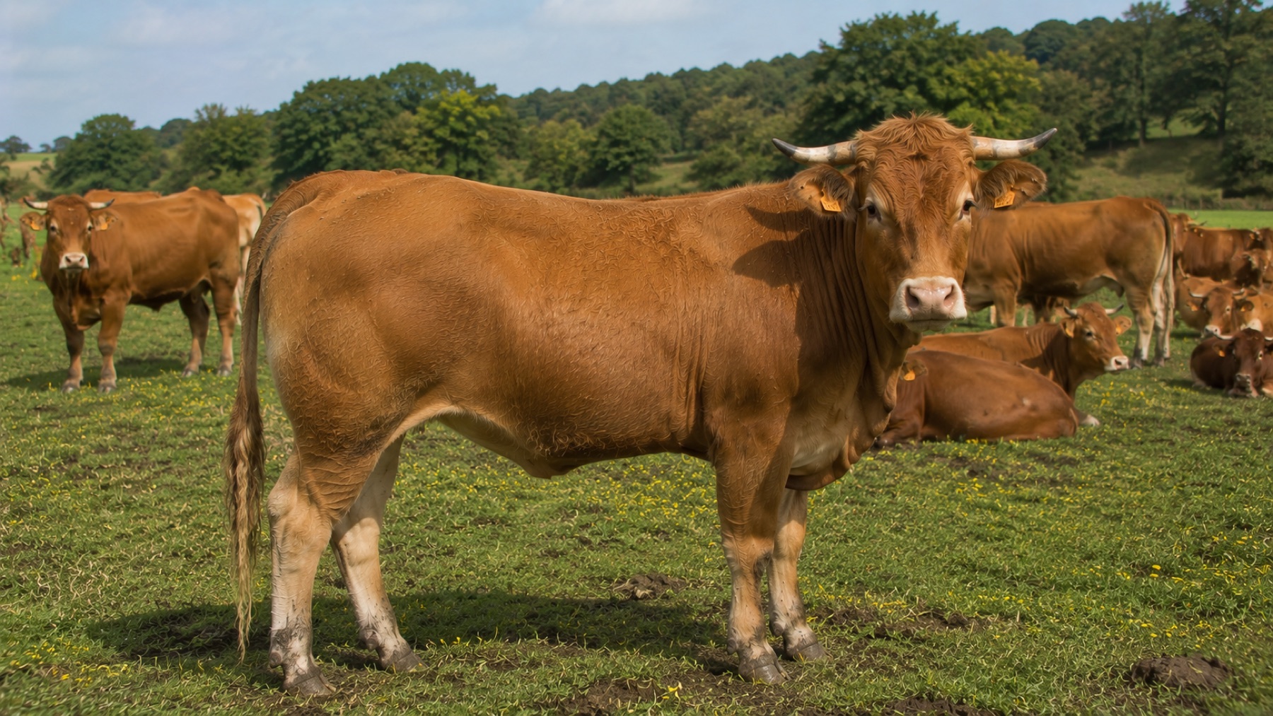 Vache Mirandaise dans les coteaux gascons
