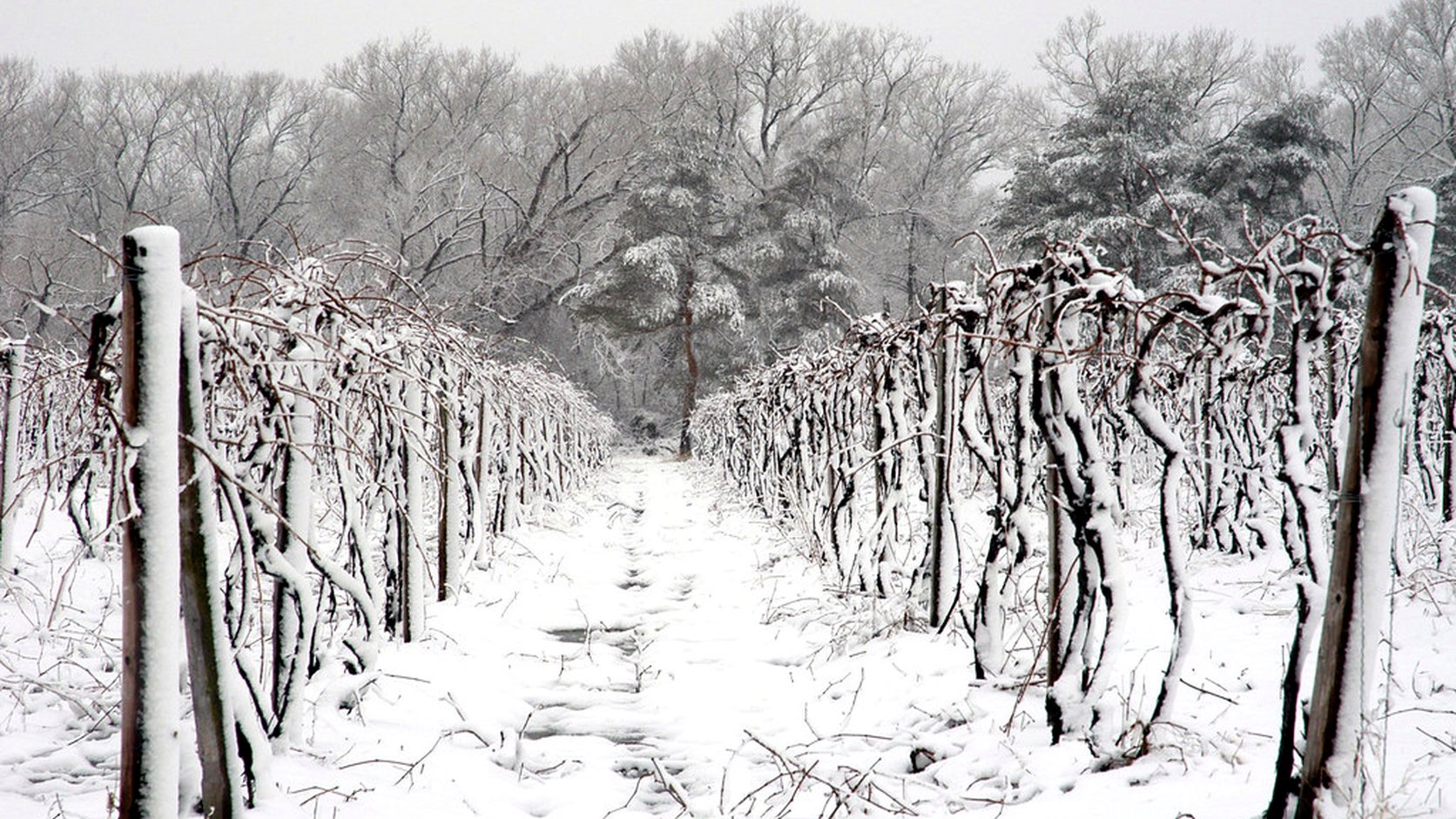 Illustration agricole de mondeuse noire