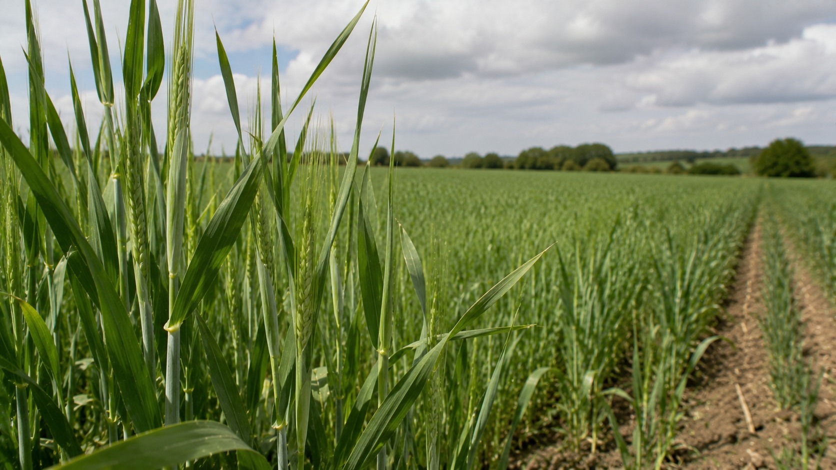 Vue agricole consacrée à montaison de l’orge