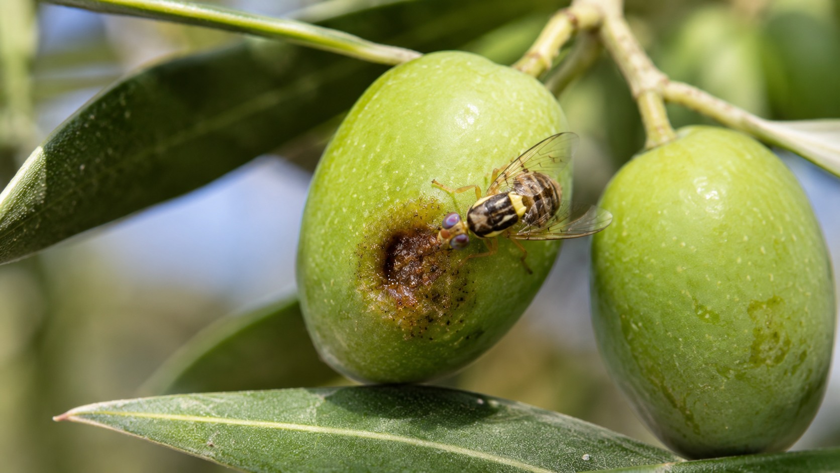 Vue agricole consacrée à mouche de l’olive