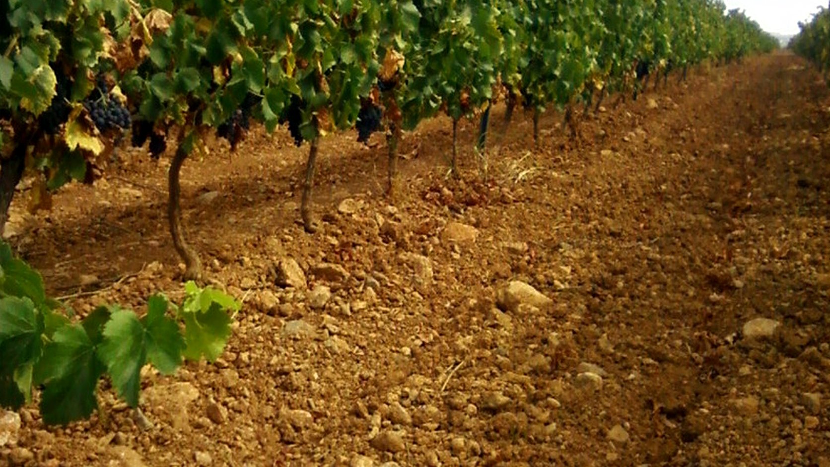 Illustration agricole de mourvedre