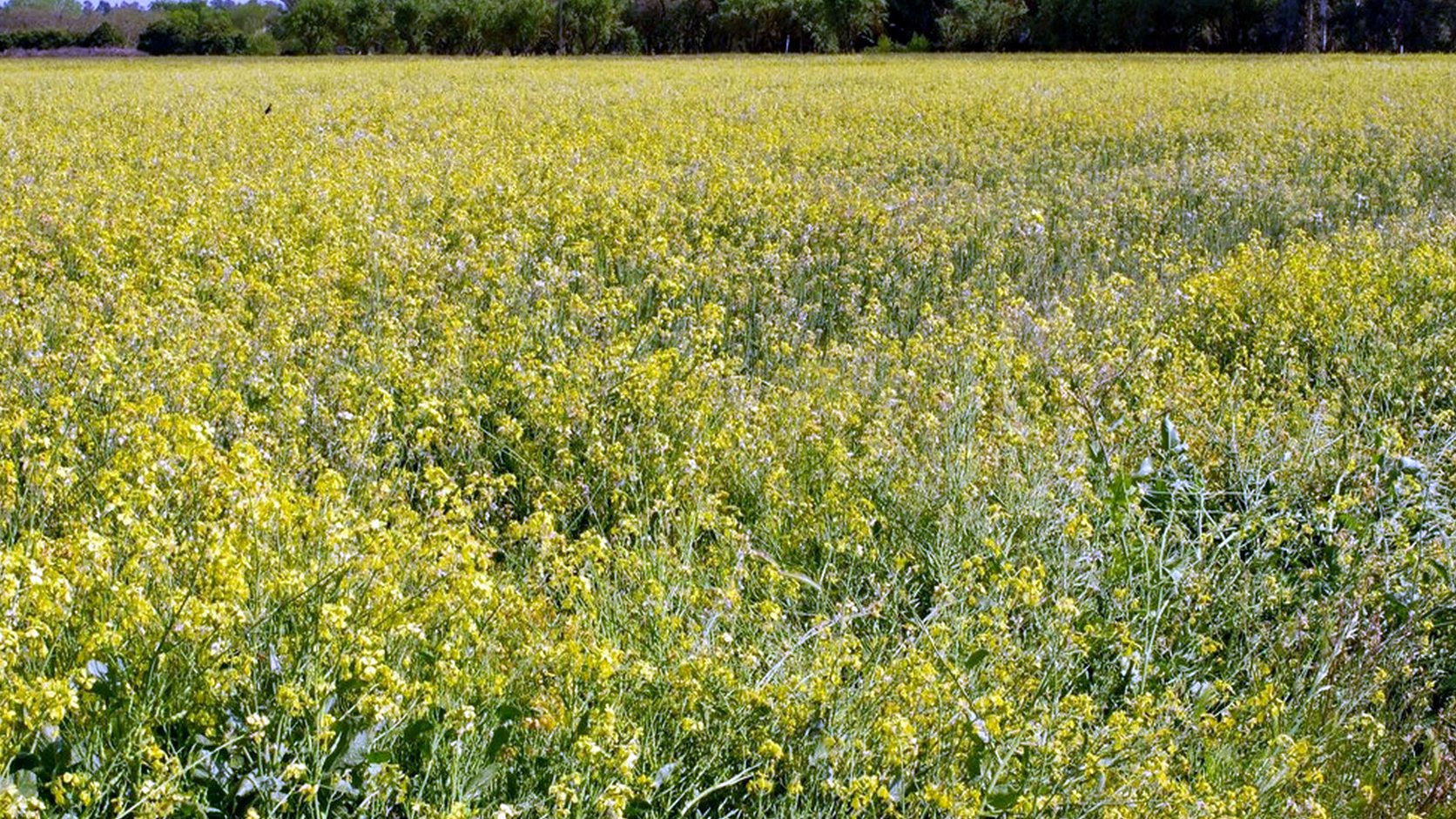 Illustration agricole de moutarde blanche