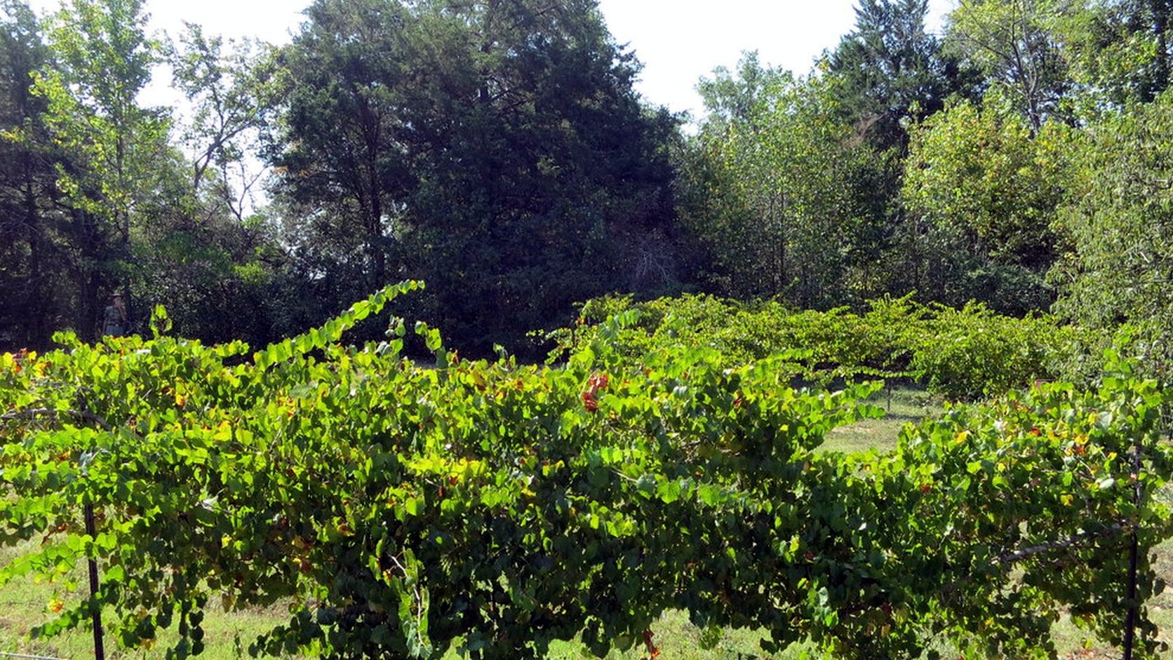 Illustration agricole de muscadelle
