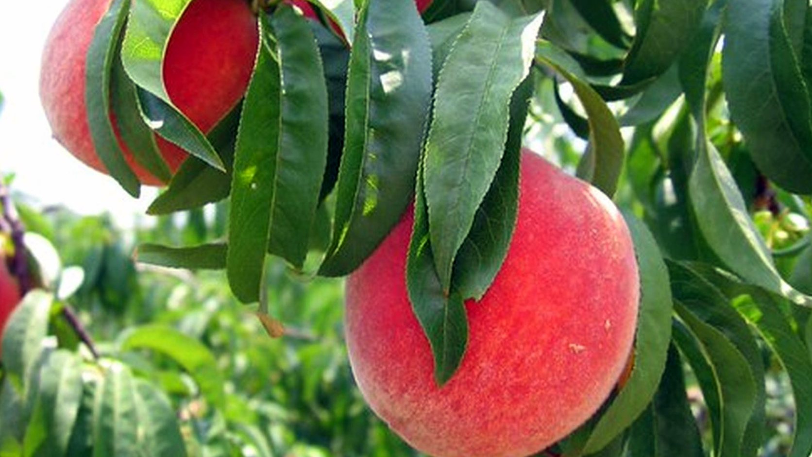 Vue agricole consacrée à nectarinier