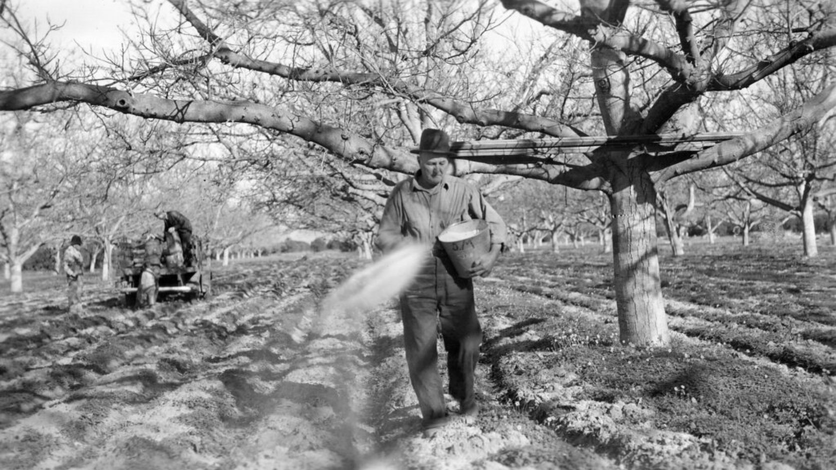 Vue agricole consacrée à noyer