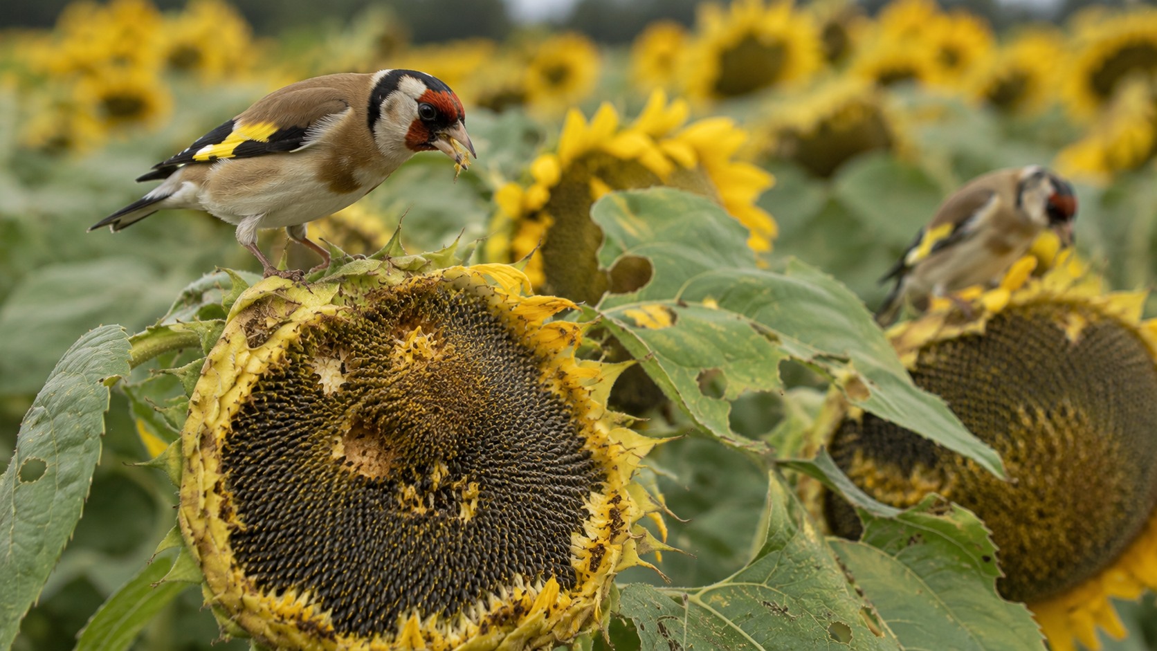 Vue agricole consacrée à oiseaux sur tournesol