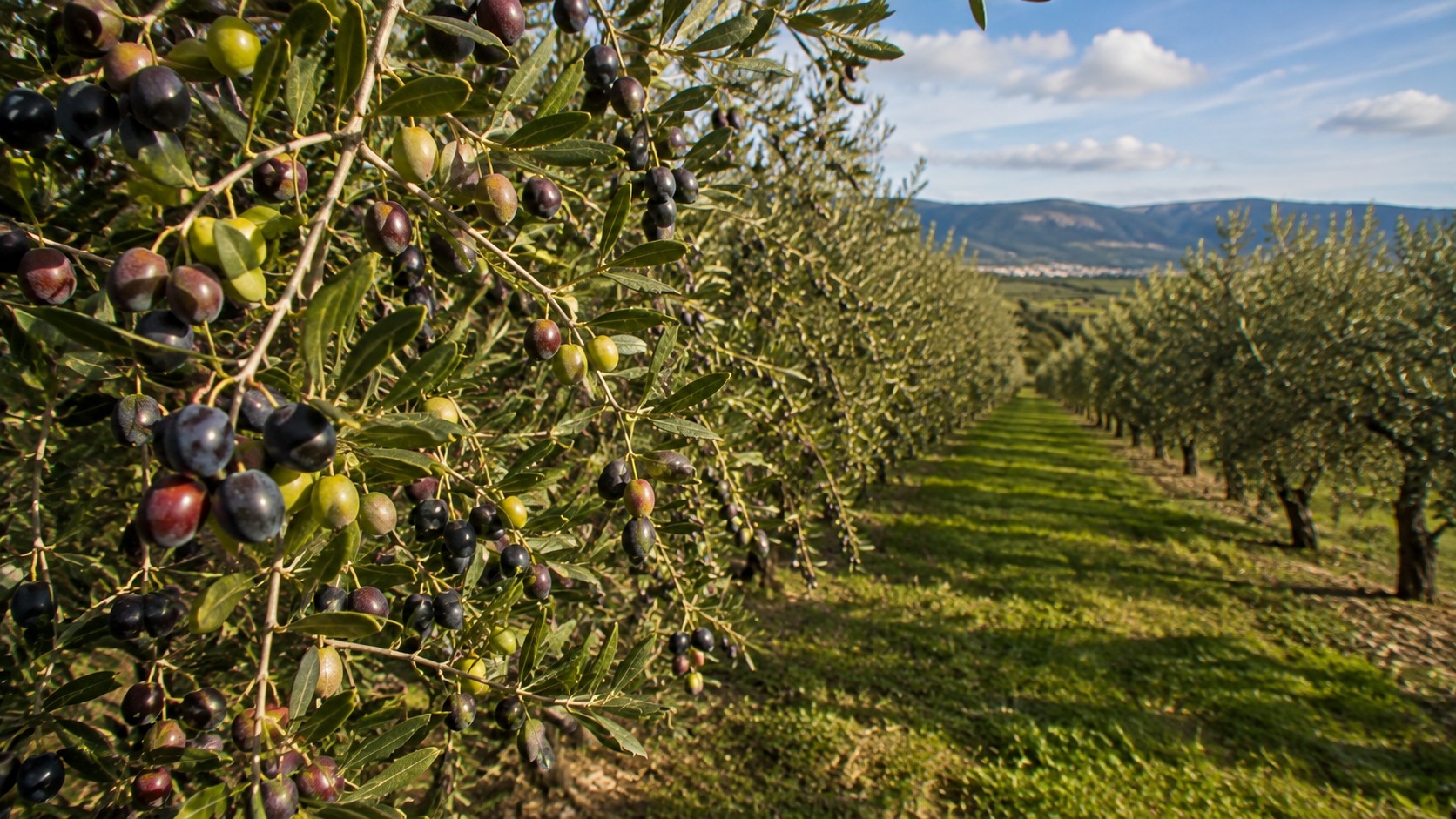 Vue agricole consacrée à olives