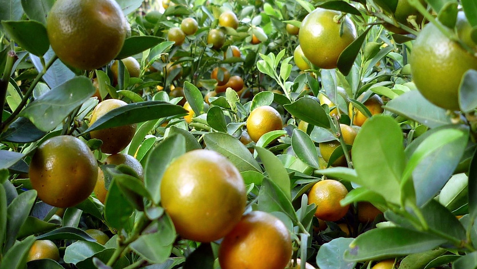 Illustration agricole de oranger