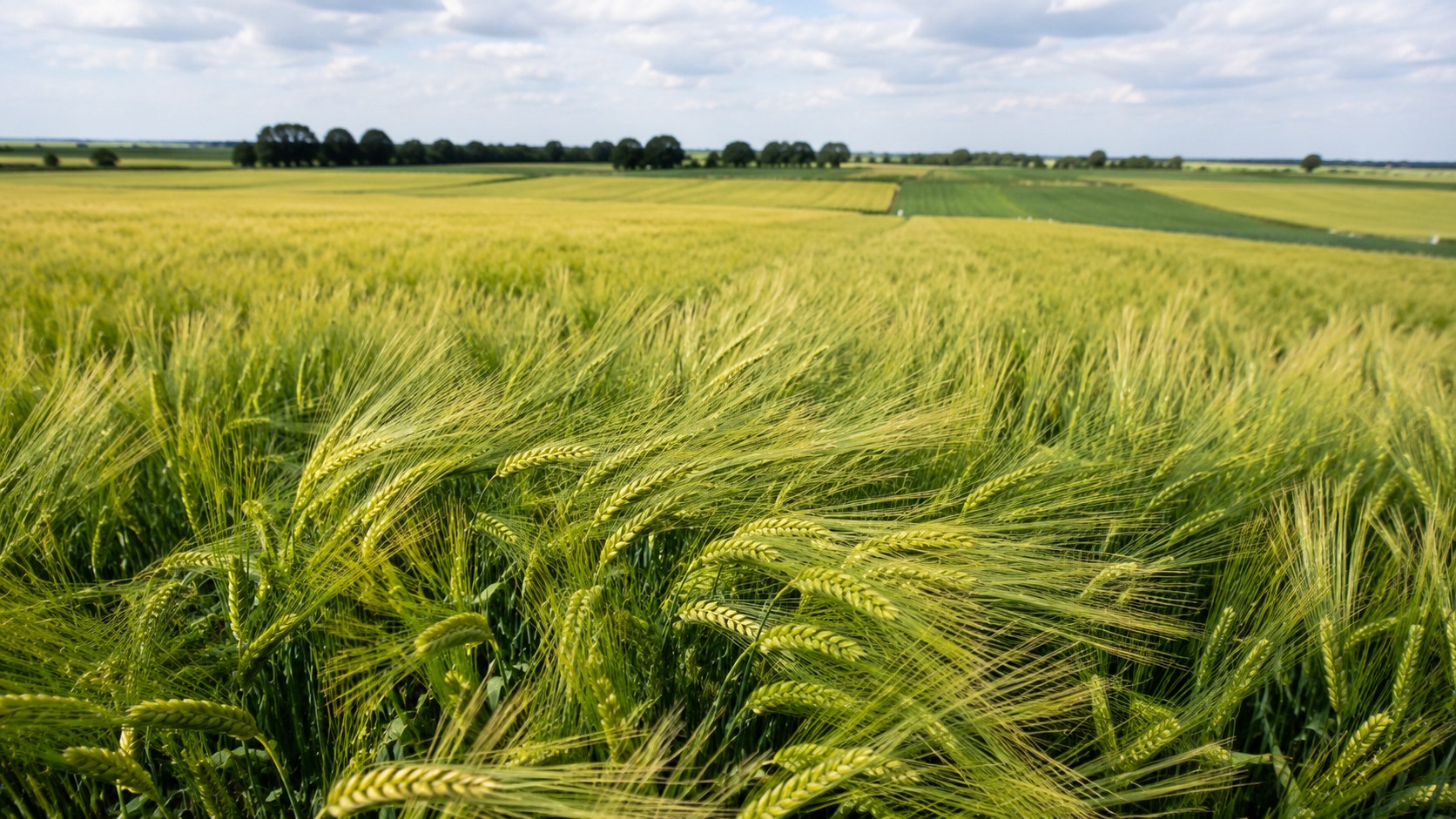 Vue agricole consacrée à orge de printemps