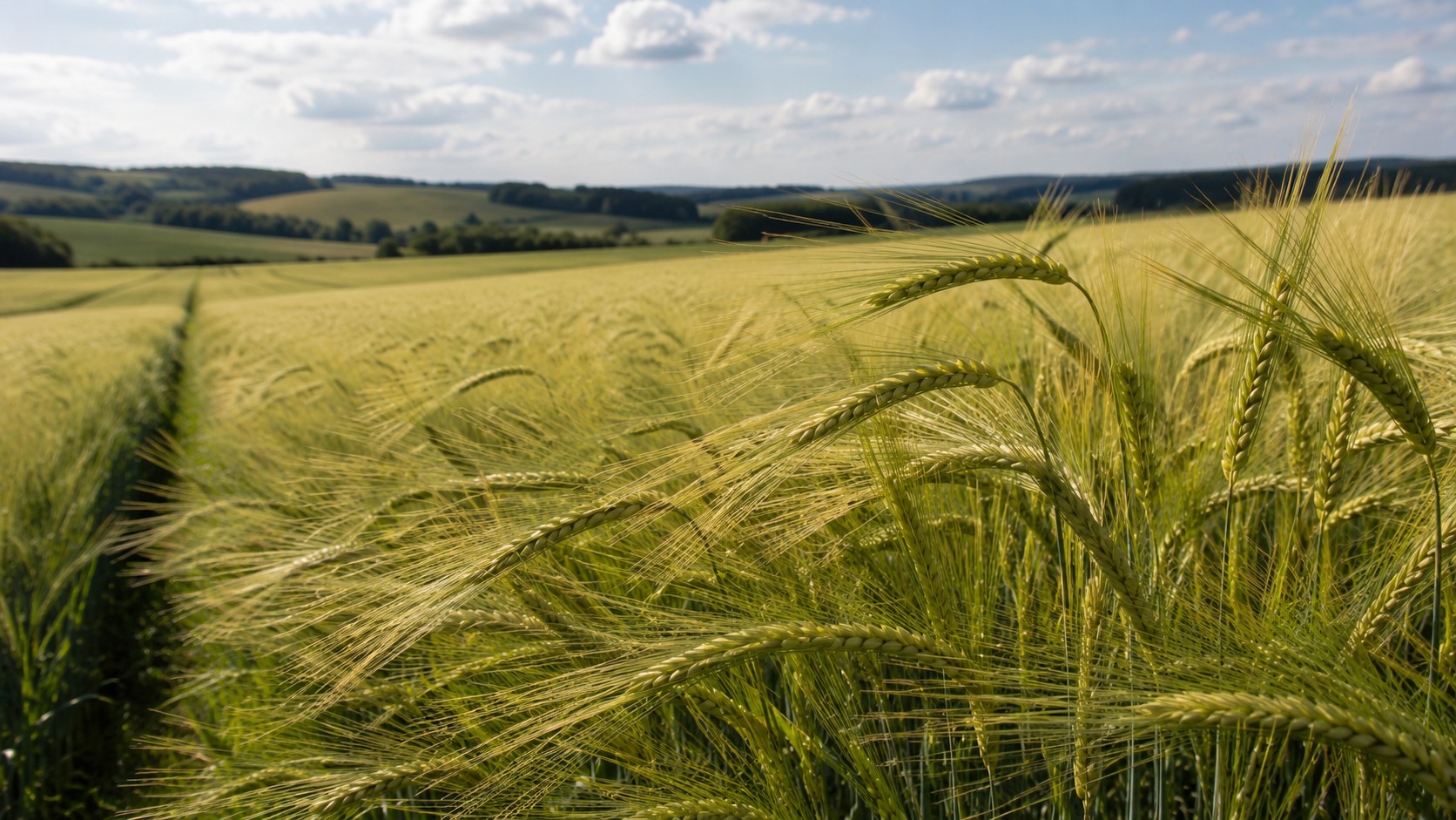 Vue agricole consacrée à orge d’hiver