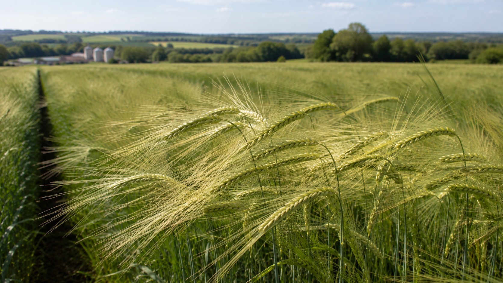Vue agricole consacrée à orge fourragère