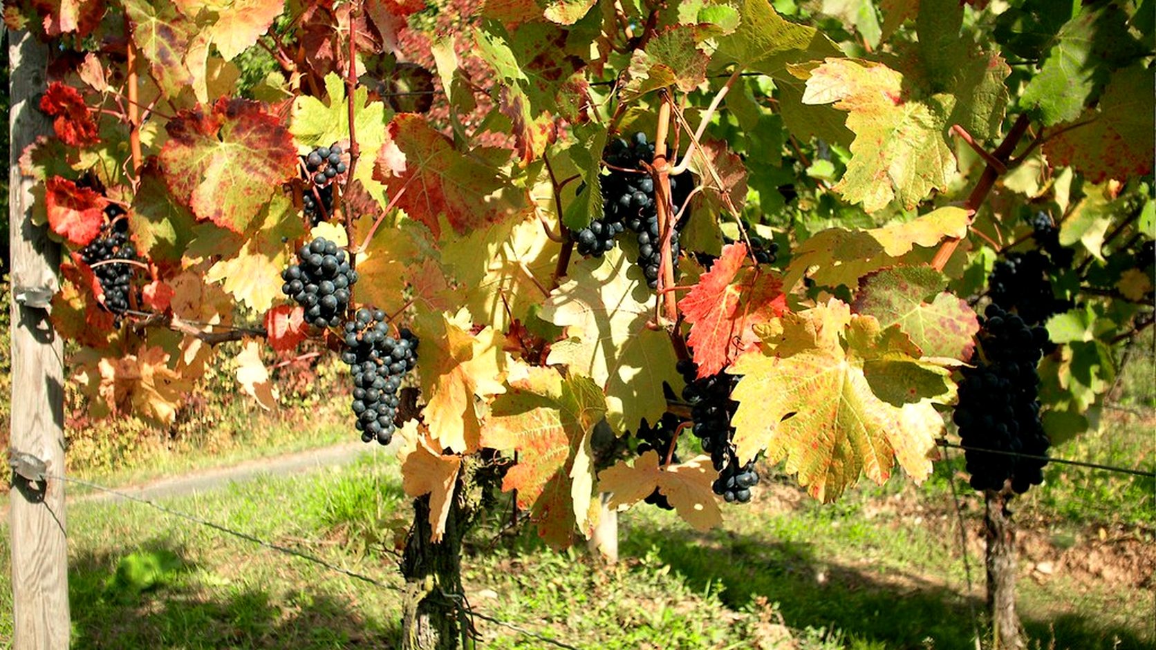 Illustration agricole de palissage de la vigne