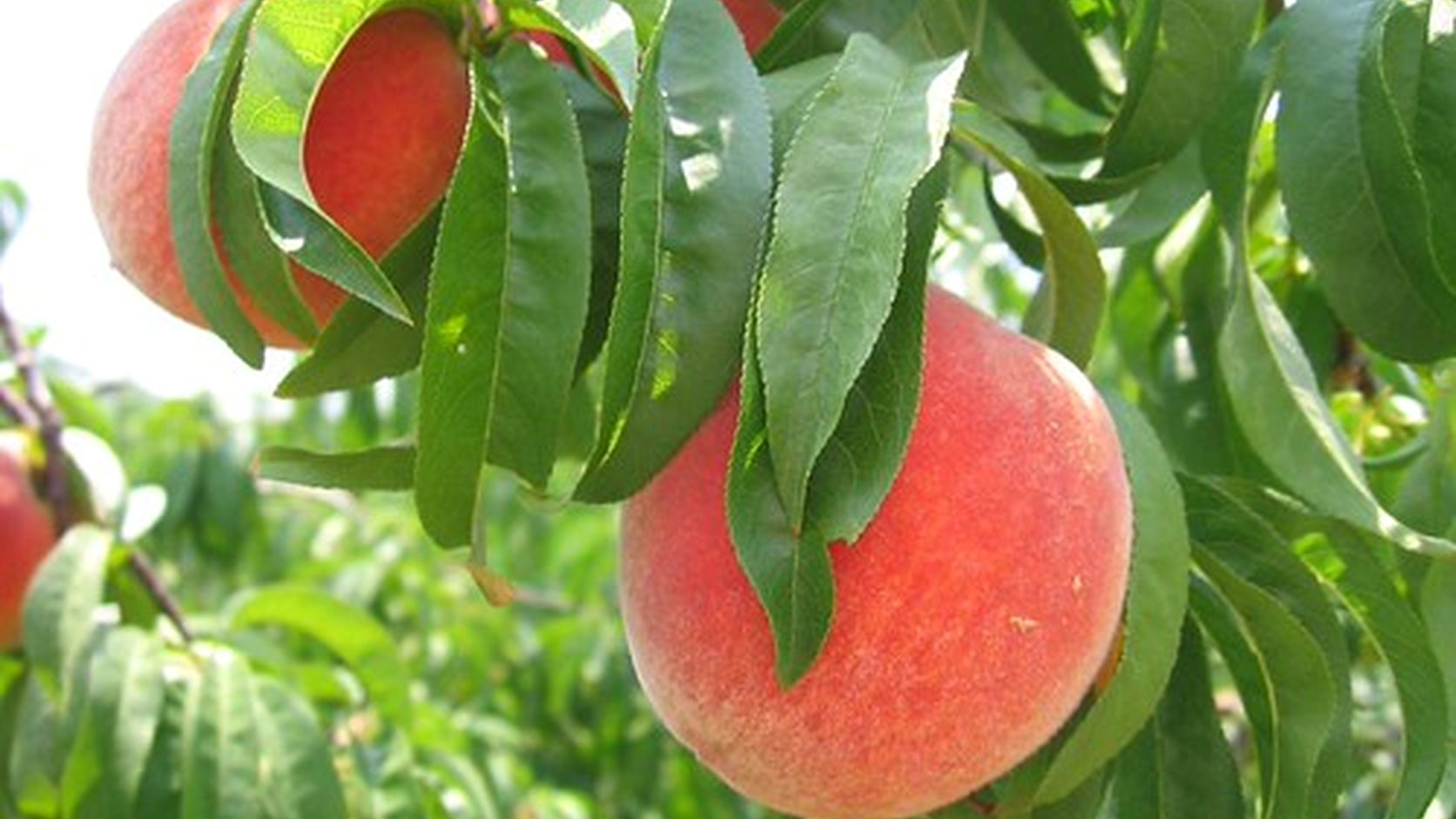 Illustration agricole de pecher